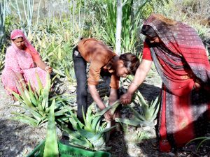 The women of the village tending Aloe Vera 